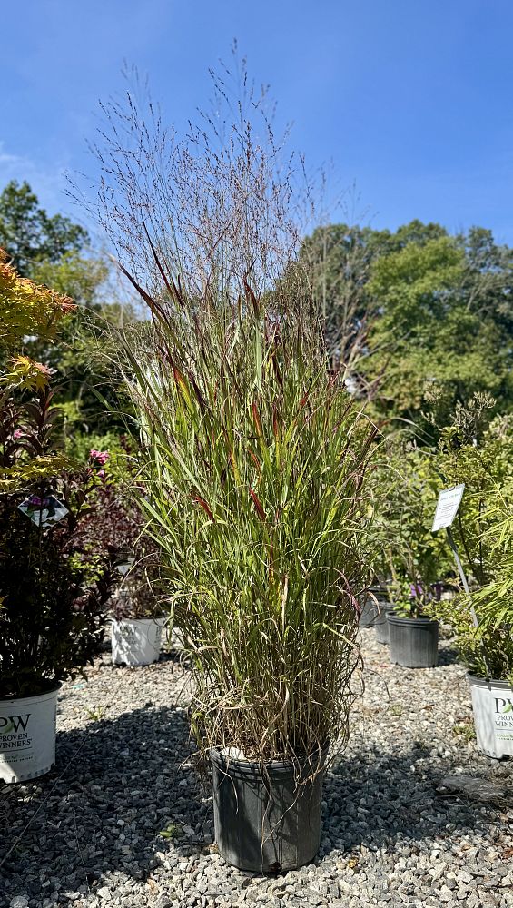 panicum-virgatum-shenandoah-switchgrass