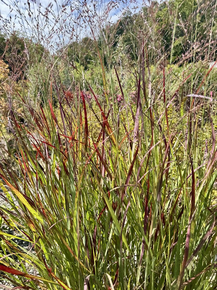 panicum-virgatum-shenandoah-switchgrass