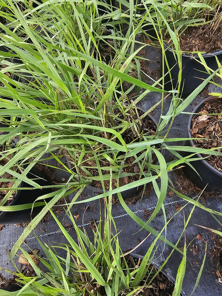 panicum-virgatum-shenandoah-switchgrass