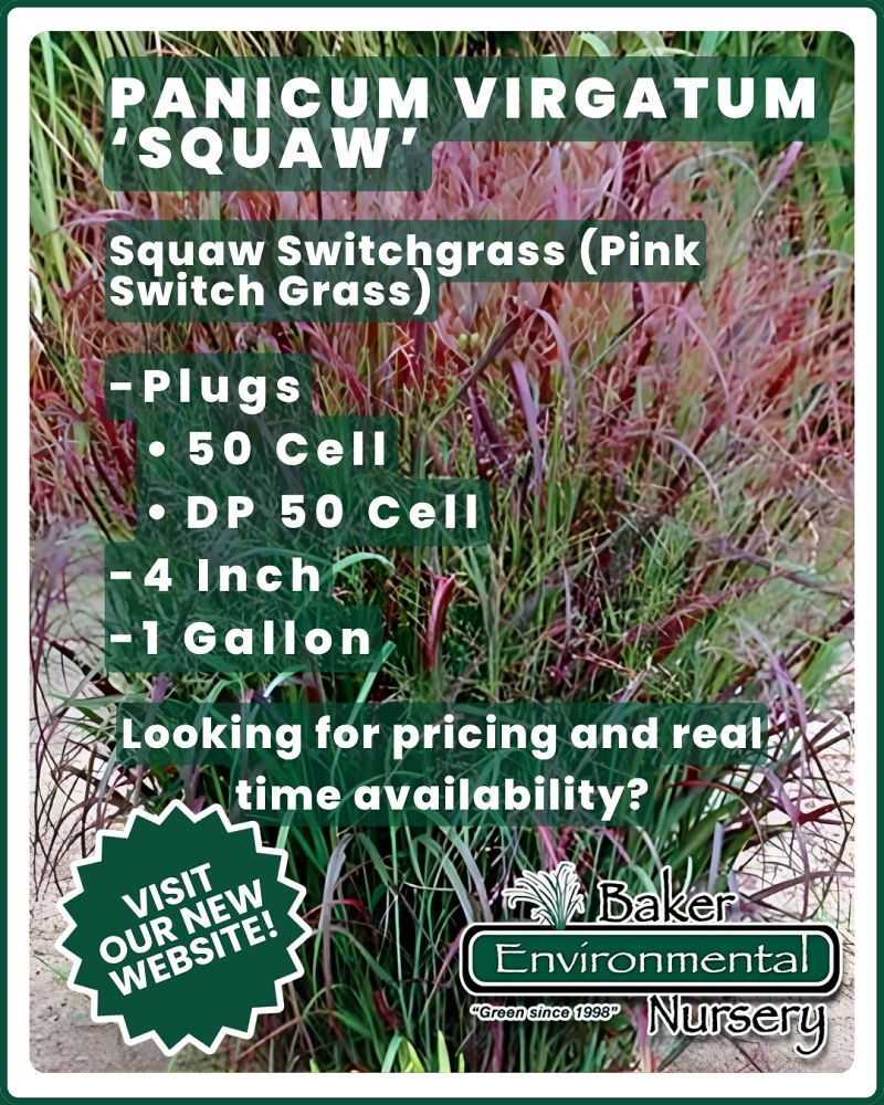 panicum-virgatum-squaw-switchgrass