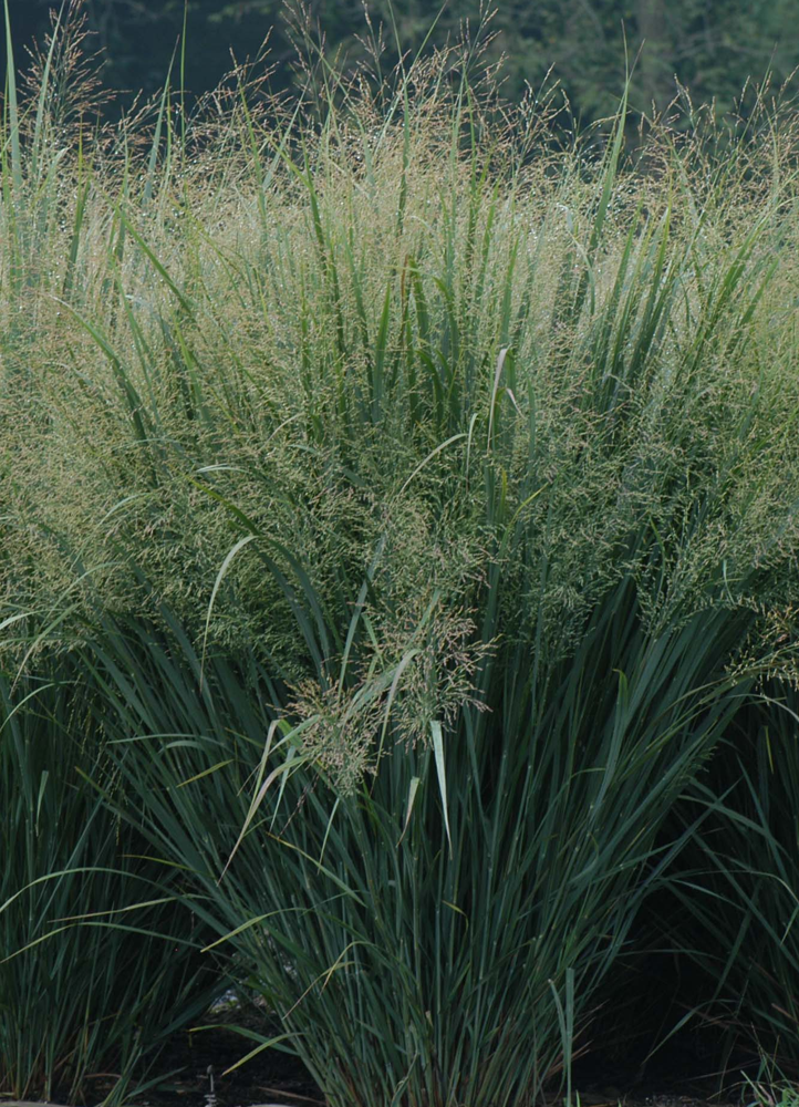 panicum-virgatum-switchgrass