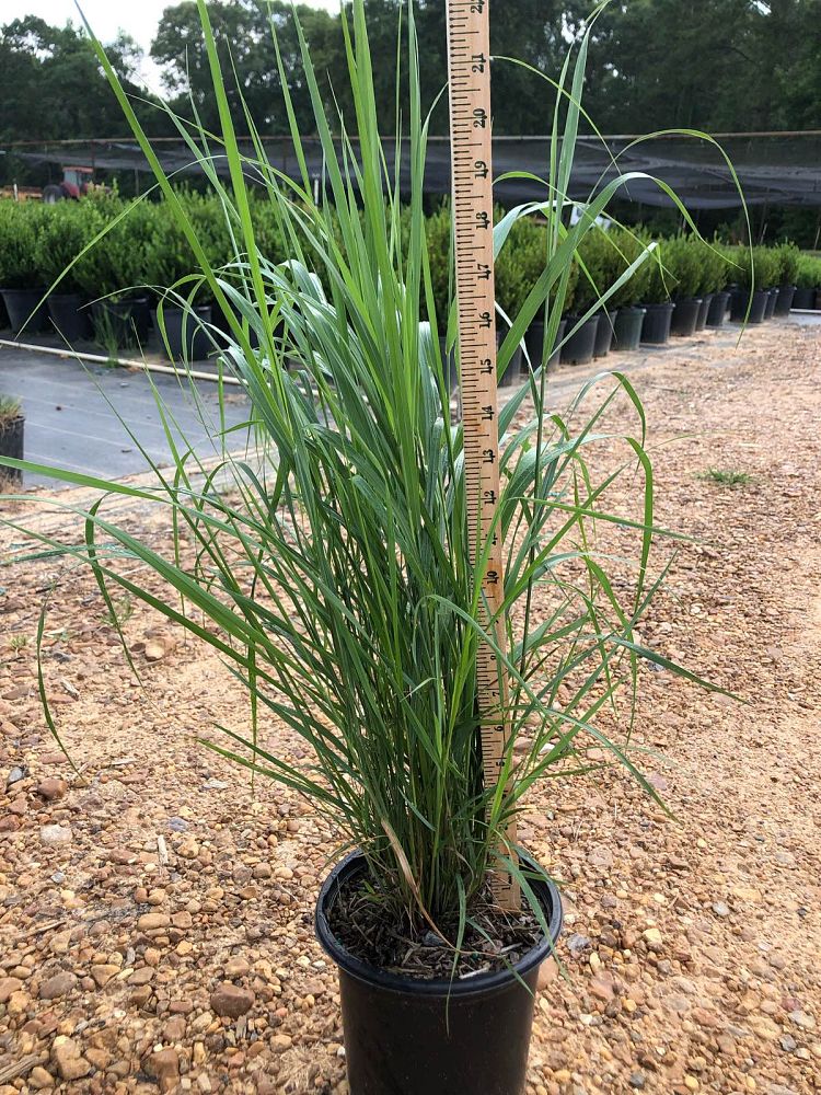 panicum-virgatum-switchgrass