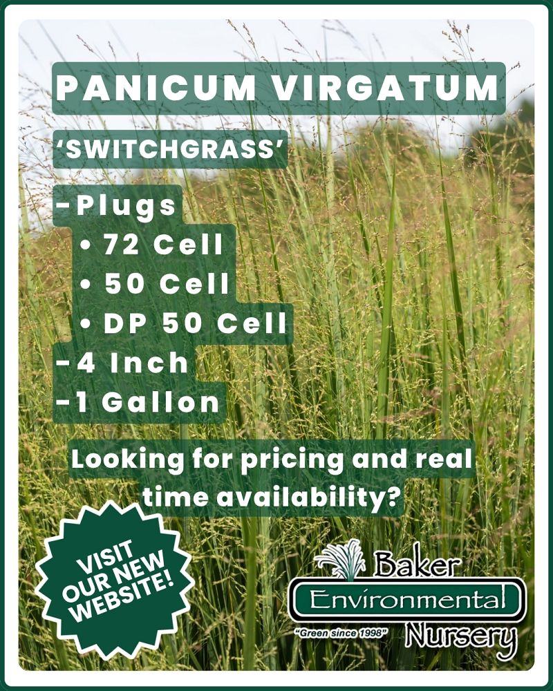 panicum-virgatum-switchgrass