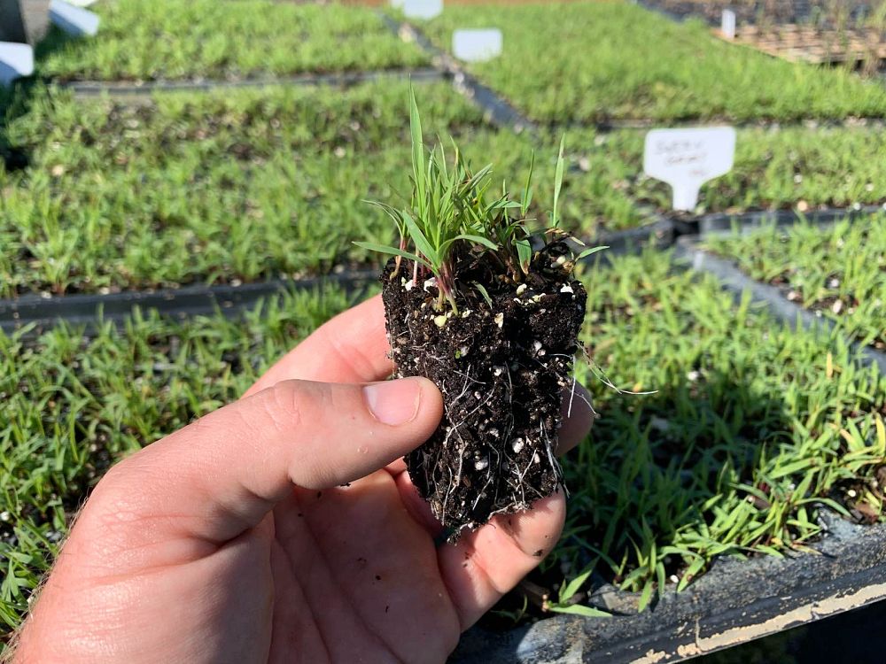 panicum-virgatum-switchgrass