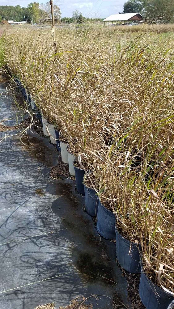 panicum-virgatum-switchgrass