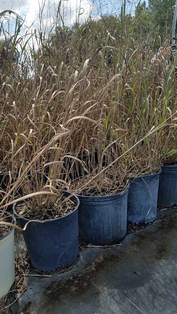 panicum-virgatum-switchgrass
