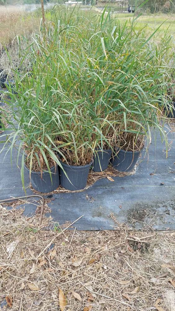 panicum-virgatum-switchgrass