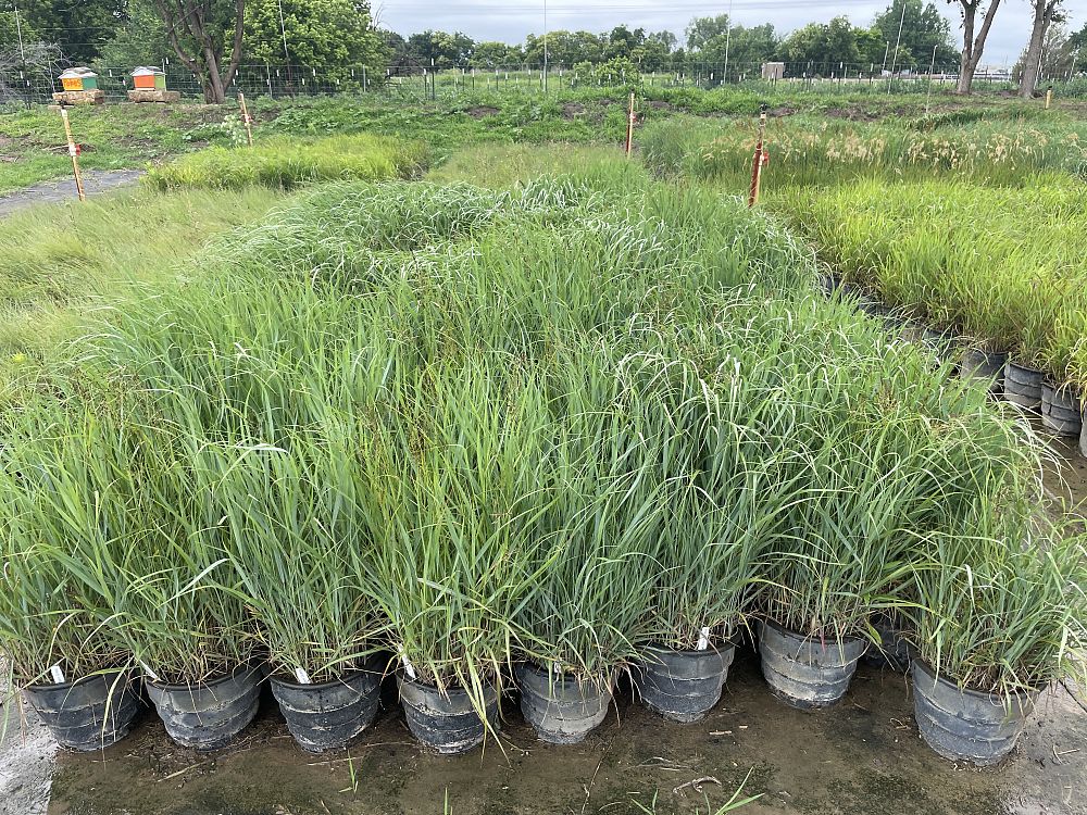 panicum-virgatum-switchgrass