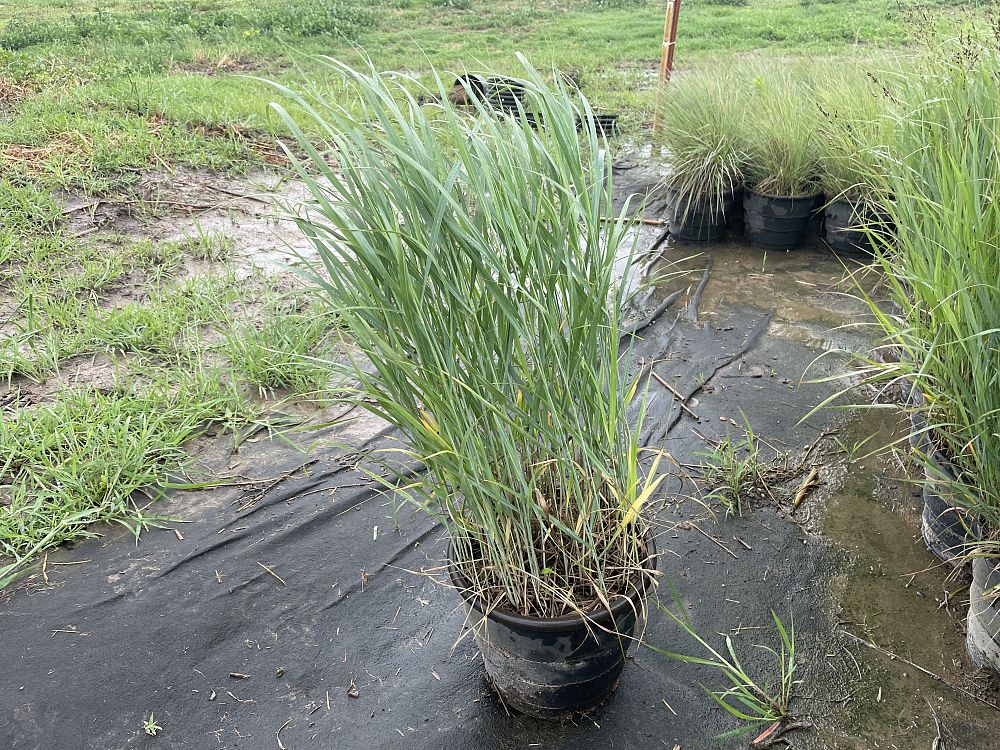 panicum-virgatum-switchgrass