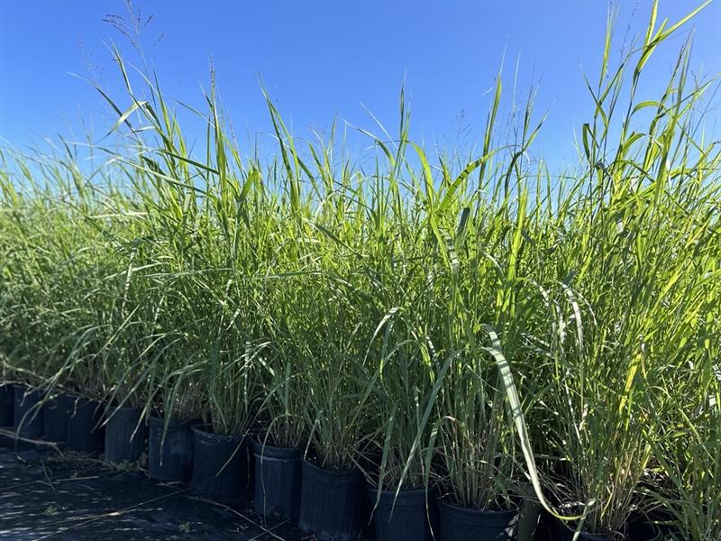 panicum-virgatum-switchgrass