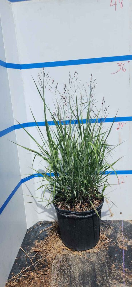 panicum-virgatum-switchgrass