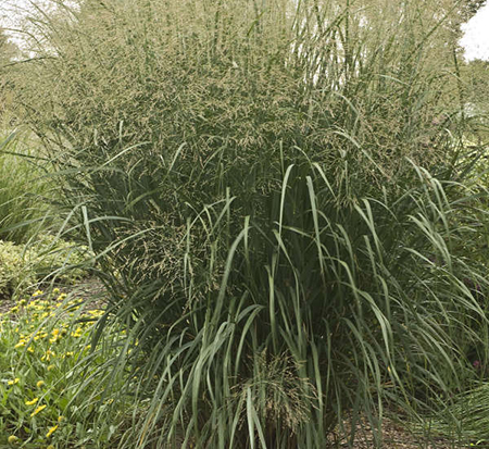 panicum-virgatum-thundercloud-switch-grass