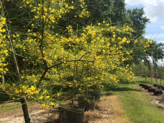 parkinsonia-aculeata-retama-mexican-palo-verde-jerusalem-thorn-leguminosae