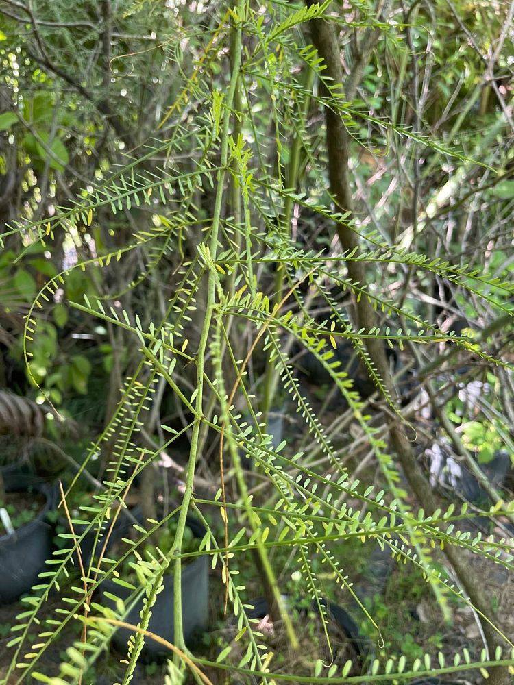 parkinsonia-aculeata-retama-mexican-palo-verde-jerusalem-thorn-leguminosae