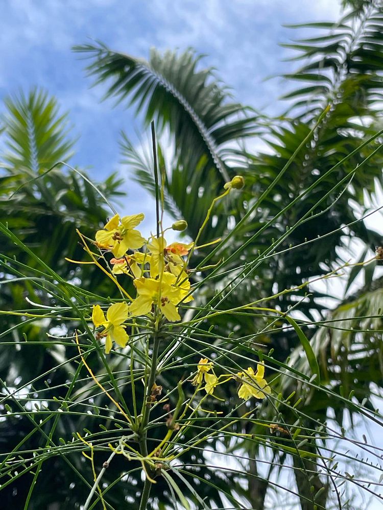 parkinsonia-aculeata-retama-mexican-palo-verde-jerusalem-thorn-leguminosae