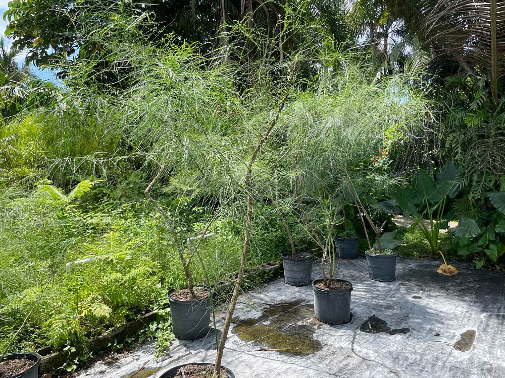 parkinsonia-aculeata-retama-mexican-palo-verde-jerusalem-thorn-leguminosae
