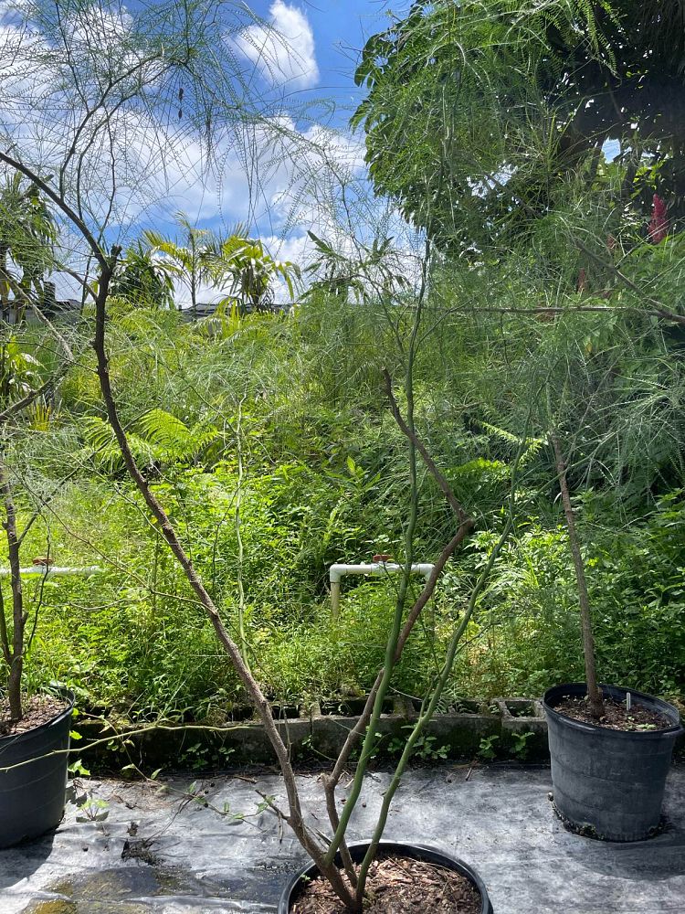 parkinsonia-aculeata-retama-mexican-palo-verde-jerusalem-thorn-leguminosae