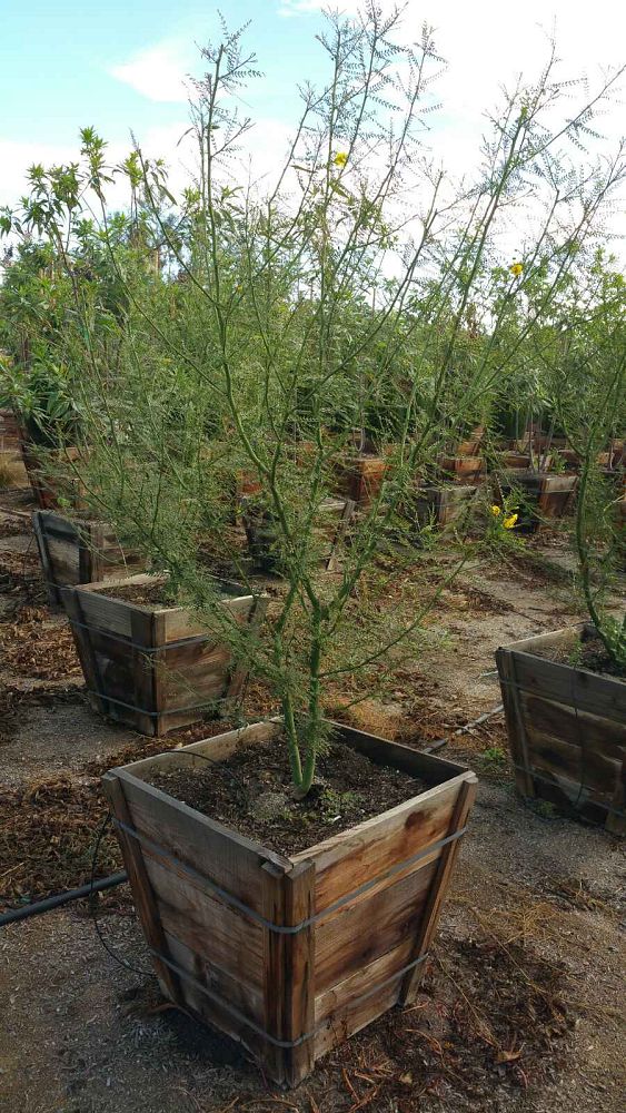 parkinsonia-desert-museum-palo-verde-cercidium