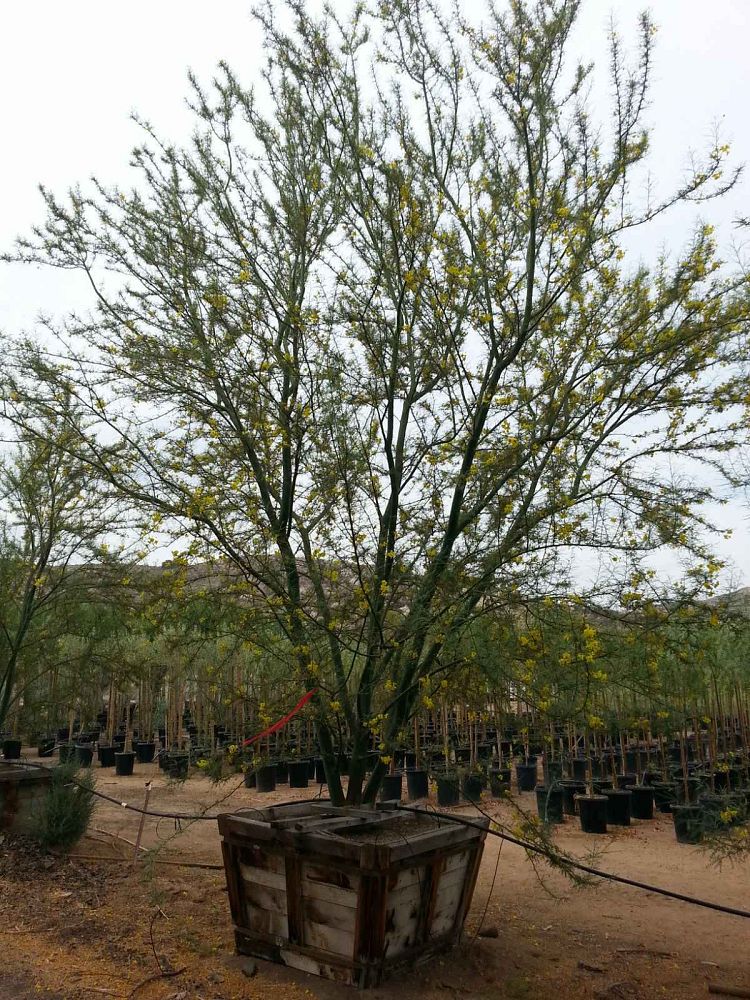 parkinsonia-desert-museum-palo-verde-cercidium