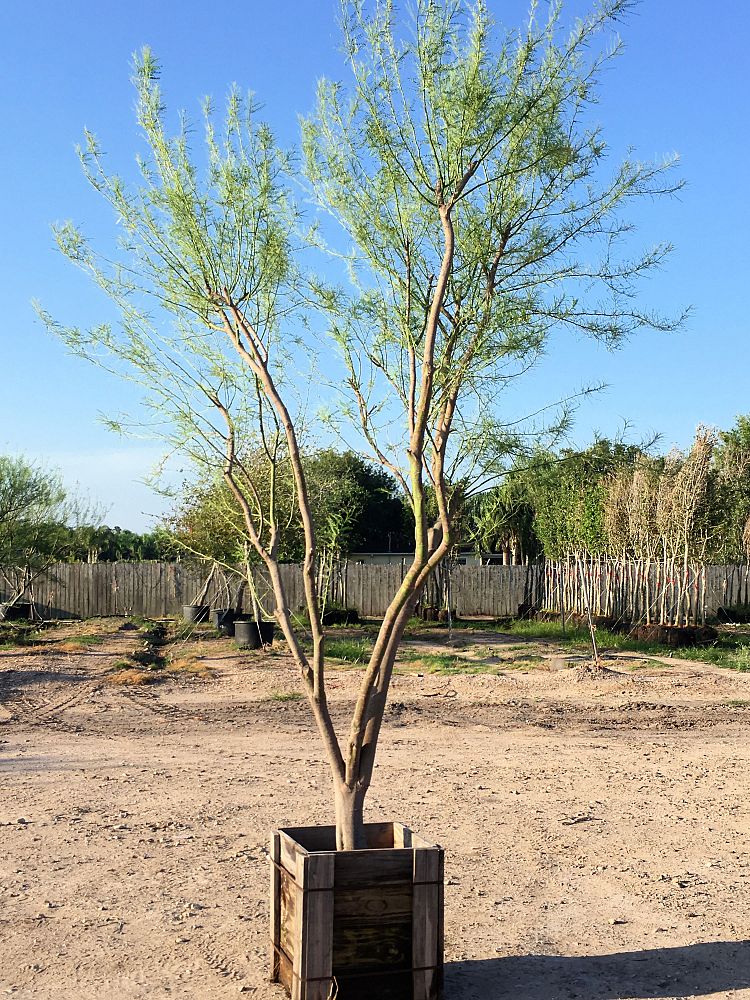 parkinsonia-desert-museum-palo-verde-cercidium