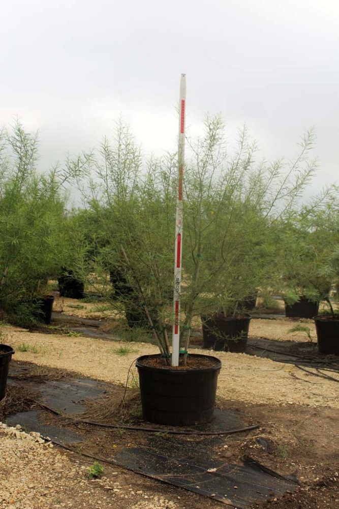parkinsonia-desert-museum-palo-verde-cercidium