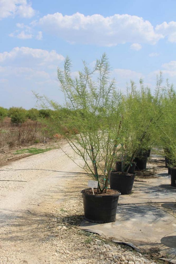 parkinsonia-desert-museum-palo-verde-cercidium
