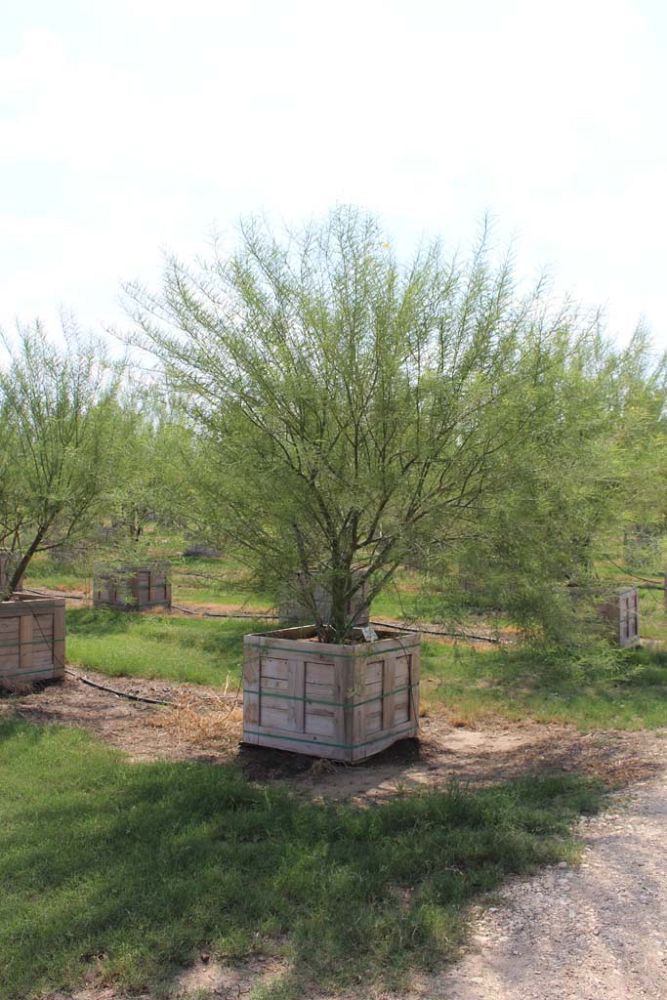parkinsonia-desert-museum-palo-verde-cercidium