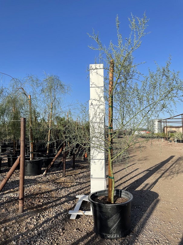 parkinsonia-floridum-blue-palo-verde-cercidium-florida