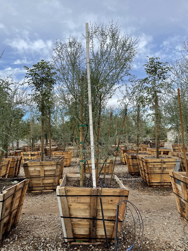parkinsonia-floridum-blue-palo-verde-cercidium-florida