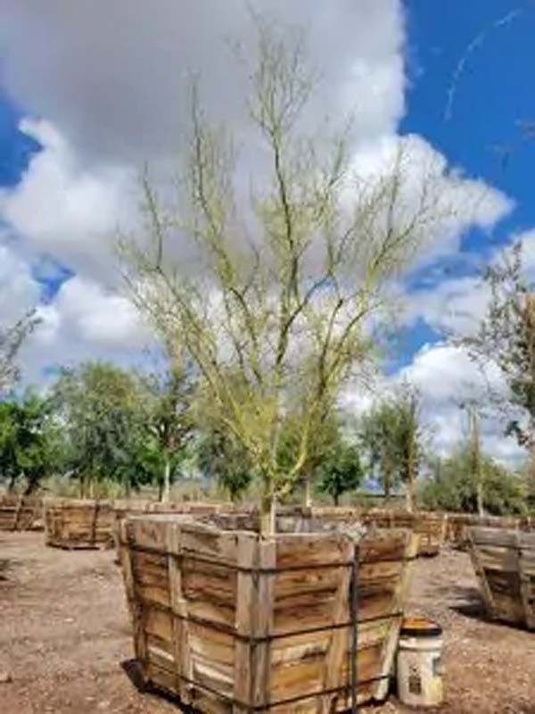 parkinsonia-floridum-blue-palo-verde-cercidium-florida
