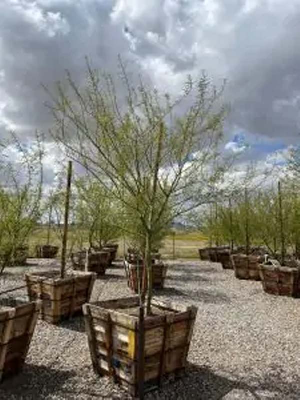 parkinsonia-floridum-blue-palo-verde-cercidium-florida