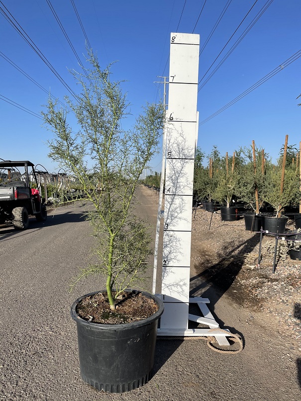 parkinsonia-microphylla-foothill-palo-verde-little-leaf-palo-verde-cercidium-microphyllum