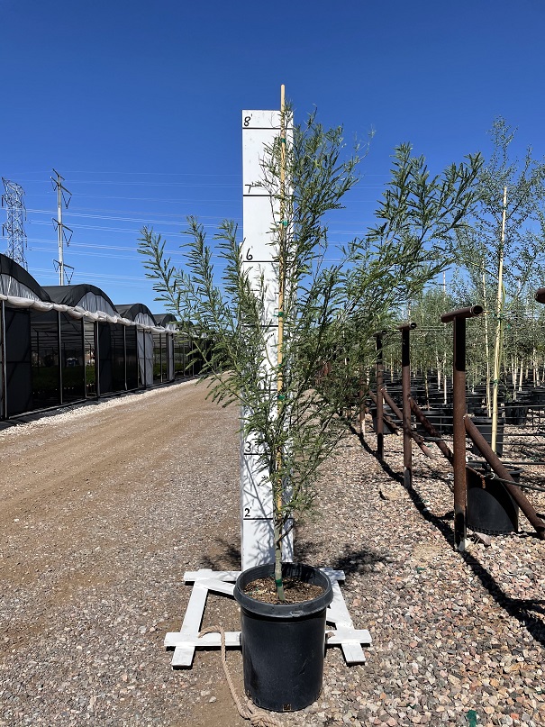 parkinsonia-palo-rojo-palo-verde-cercidium