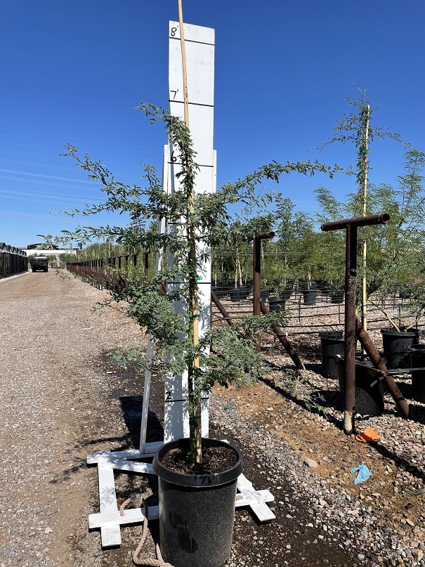parkinsonia-praecox-sonoran-palo-verde-palo-brea-cercidium-praecox