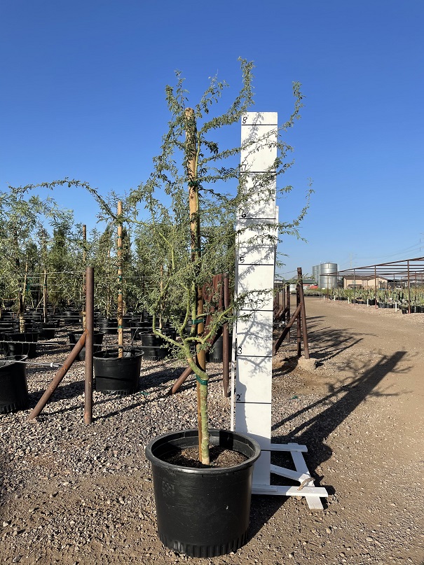 parkinsonia-praecox-sonoran-palo-verde-palo-brea-cercidium-praecox