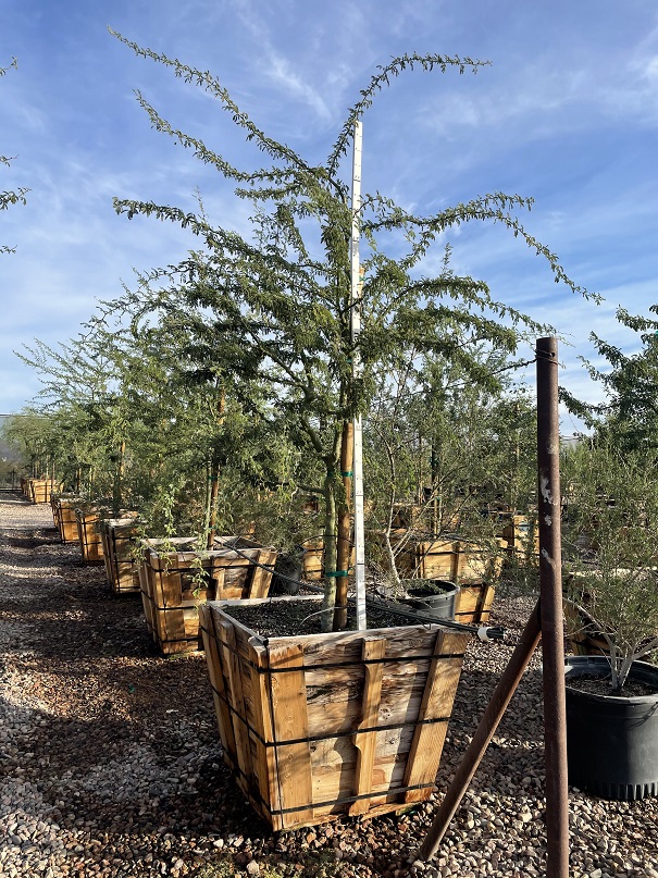 parkinsonia-praecox-sonoran-palo-verde-palo-brea-cercidium-praecox