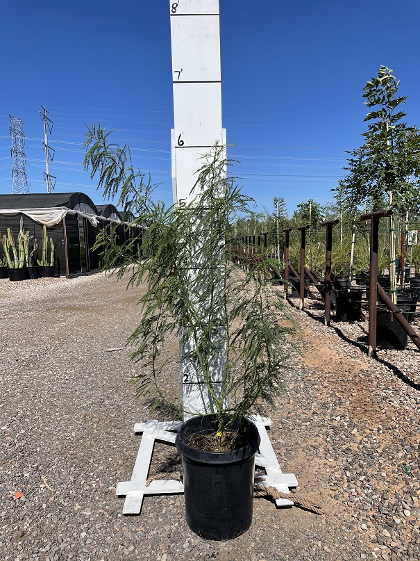 parkinsonia-sonoran-emerald-palo-verde-cercidium