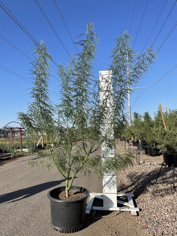 parkinsonia-sonoran-emerald-palo-verde-cercidium