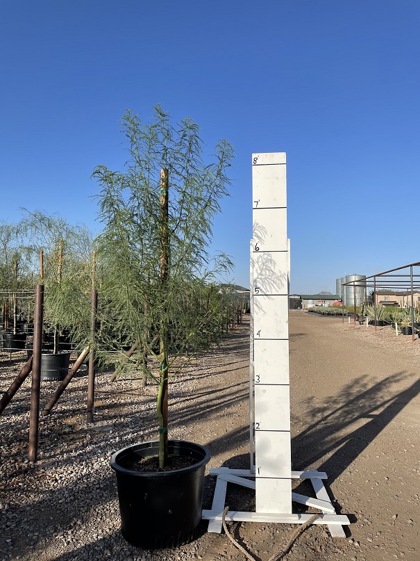 parkinsonia-sonoran-emerald-palo-verde-cercidium