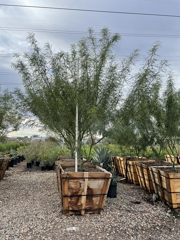 parkinsonia-sonoran-emerald-palo-verde-cercidium