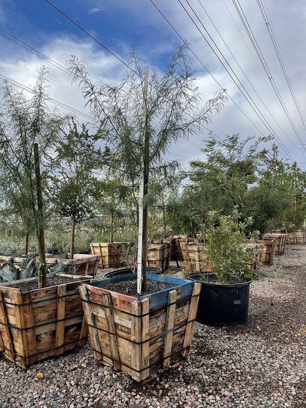 parkinsonia-sonoran-emerald-palo-verde-cercidium