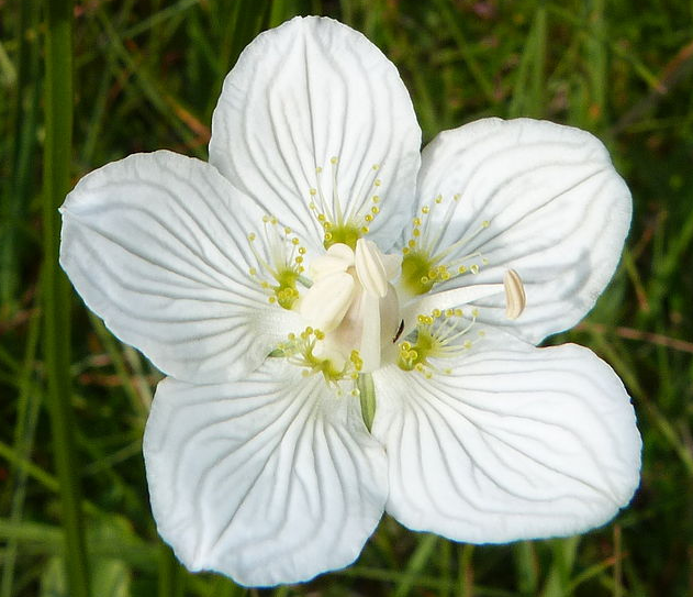 parnassia-palustris-bog-star-grass-of-parnassis