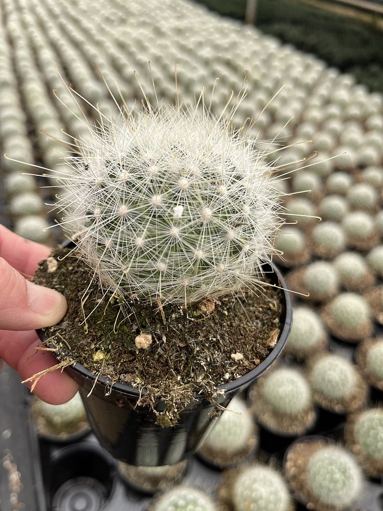 parodia-magnifica-ball-cactus