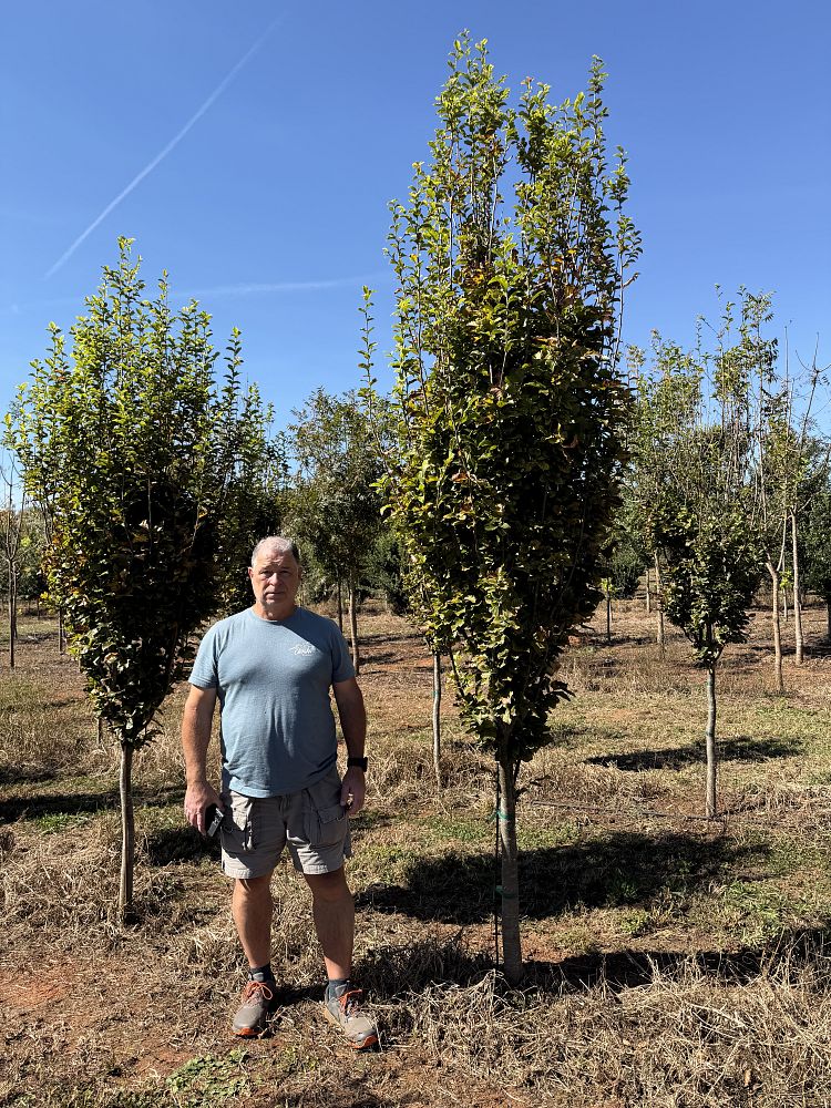 parrotia-persica-golden-belltower-persian-ironwood
