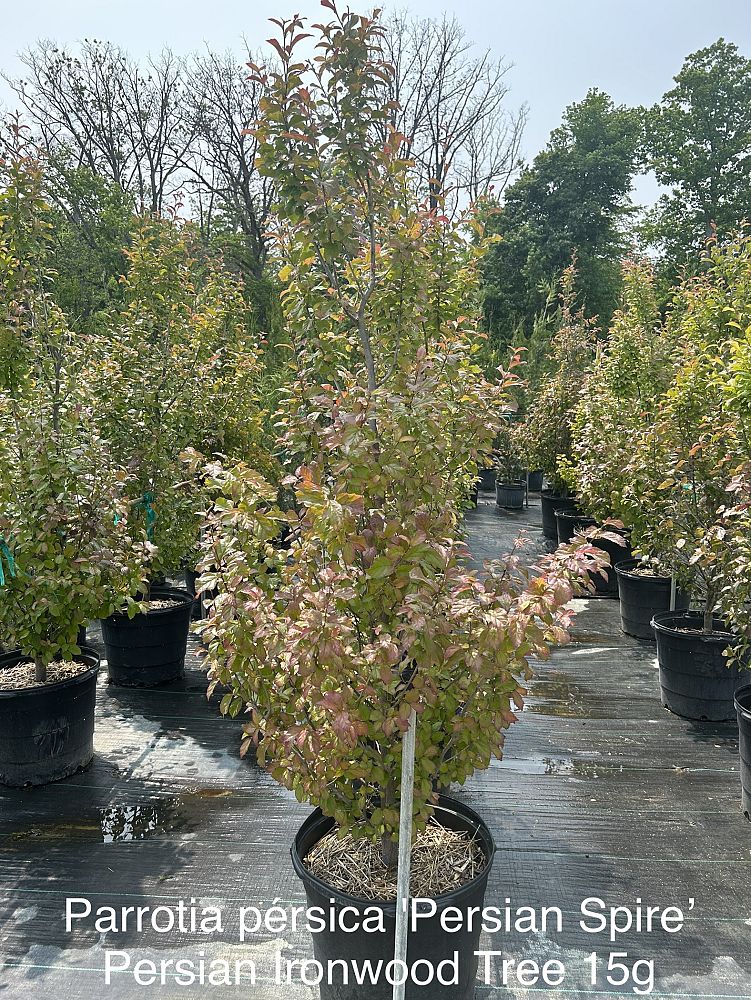 parrotia-persica-jl-columnar-persian-ironwood
