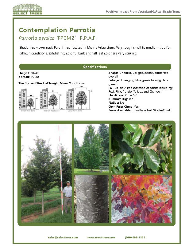parrotia-persica-persian-ironwood