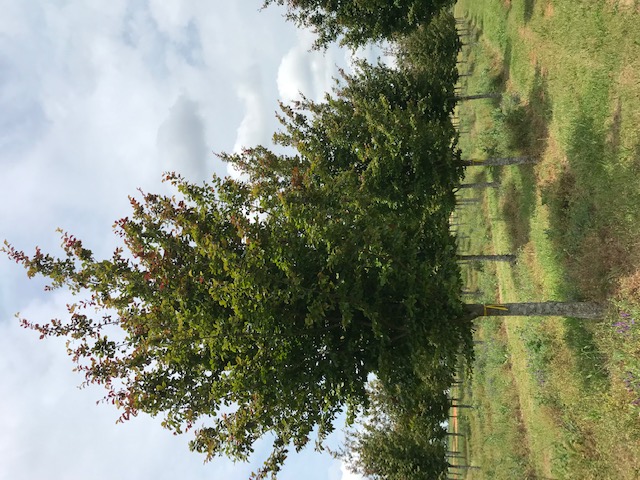 parrotia-persica-persian-ironwood