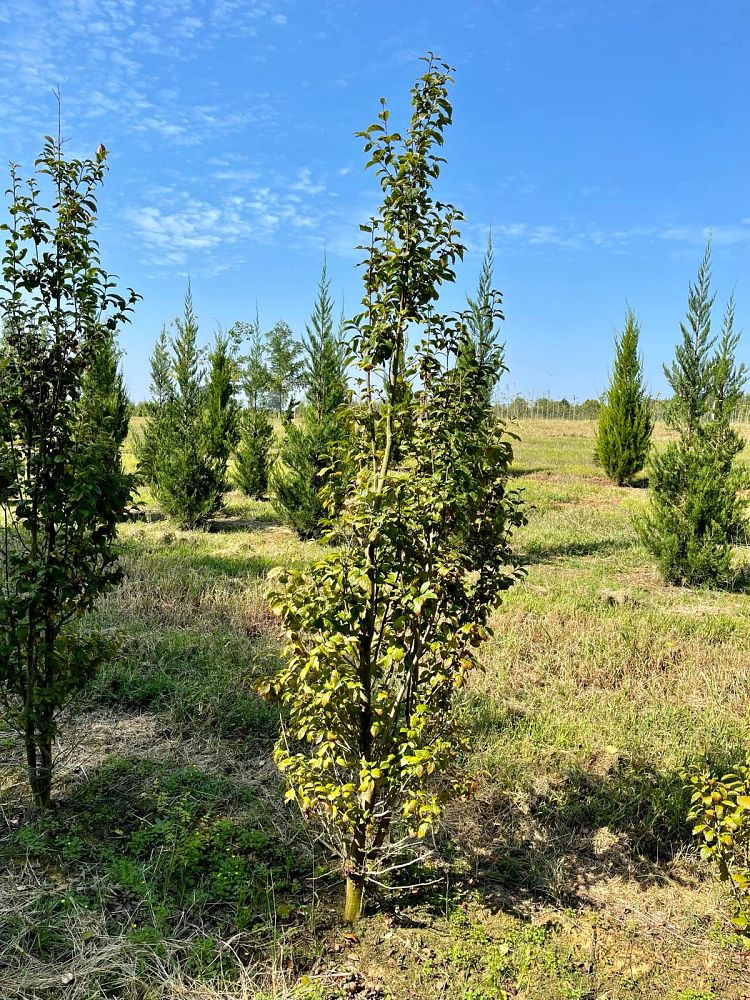 parrotia-persica-persian-spire-persian-ironwood-jlpn01