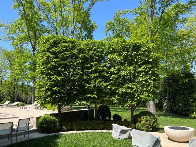 parrotia-persica-ppcm2-persian-parrotia-contemplation-persian-ironwood
