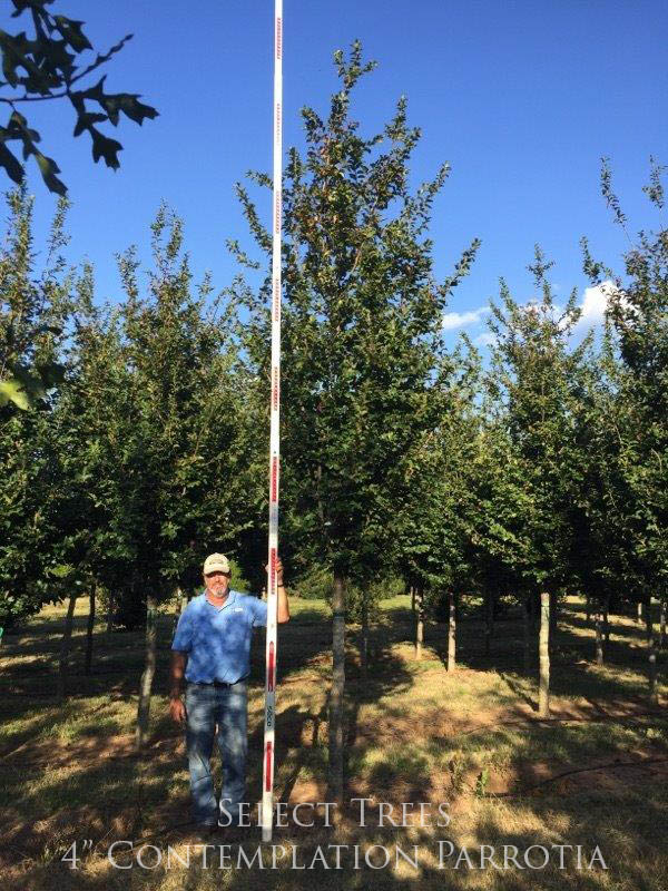 parrotia-persica-ppcm2-persian-parrotia-contemplation-persian-ironwood